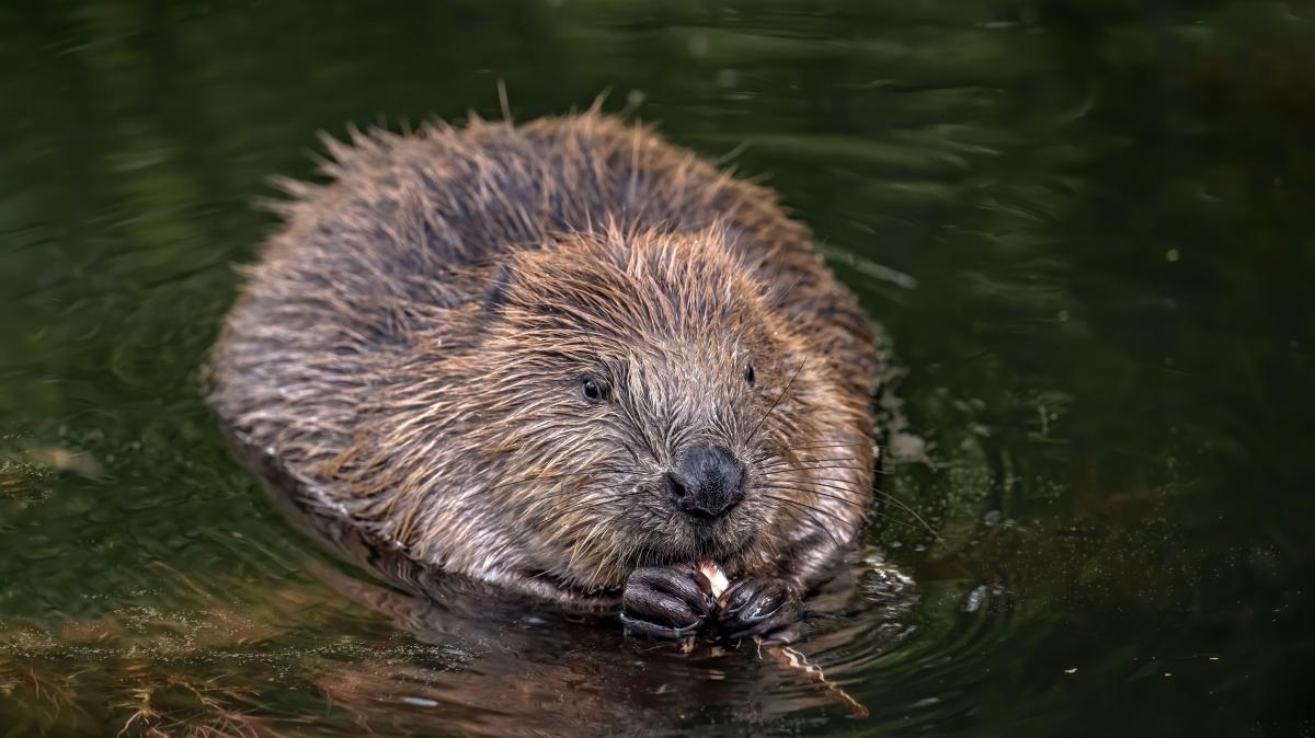 Beaver in River